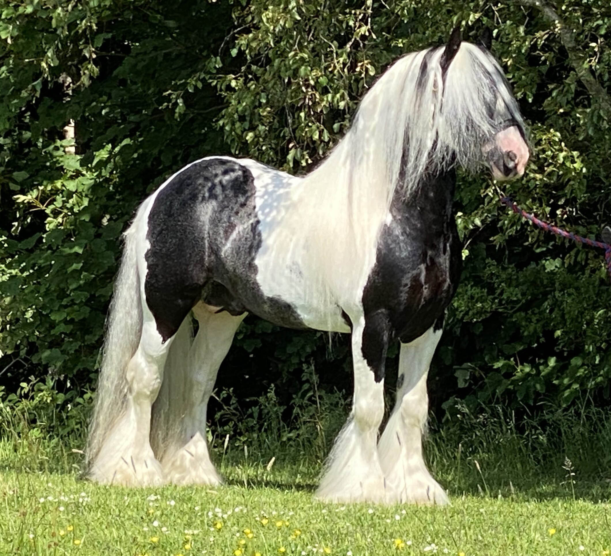 14.2HH Homozygous Traditional Coloured Stallion